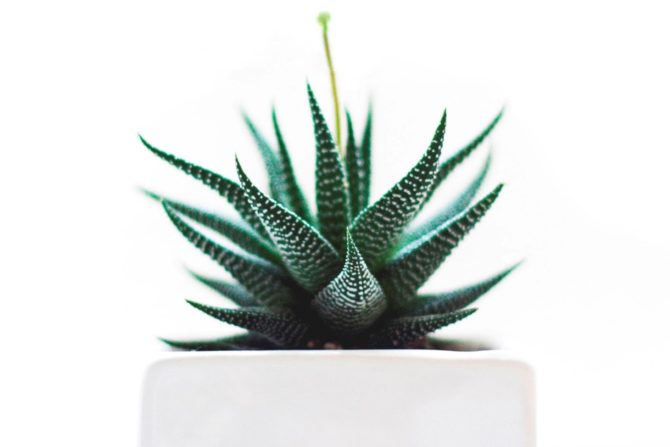 Succulent Plants